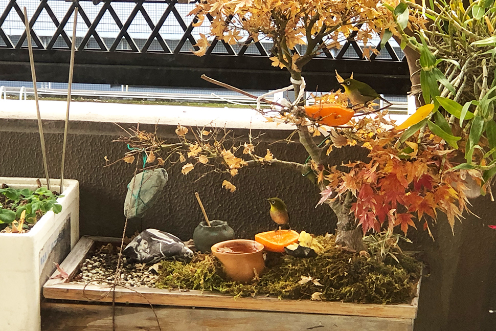 鹿児島　地方　九州　リモート開発　ニアショア開発