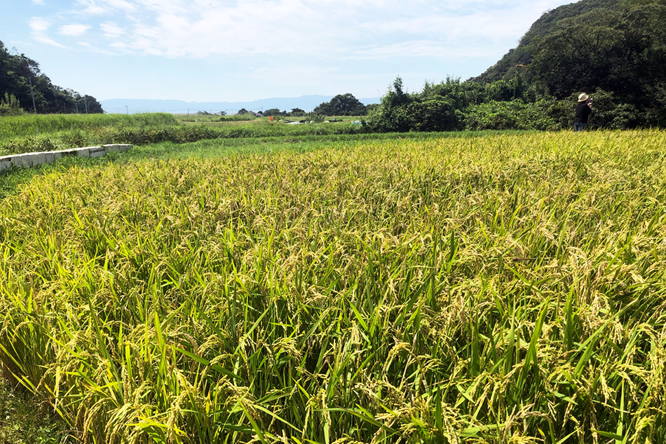 鹿児島　ソフトウェア開発　システム開発　リモート開発　ニアショア開発