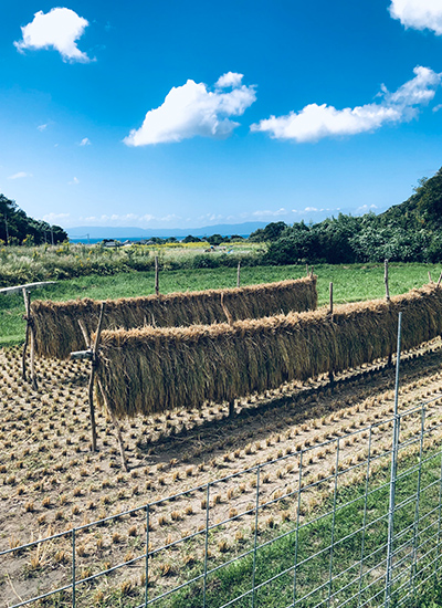 鹿児島　ソフトウェア開発　システム開発　リモート開発　ニアショア開発　九州