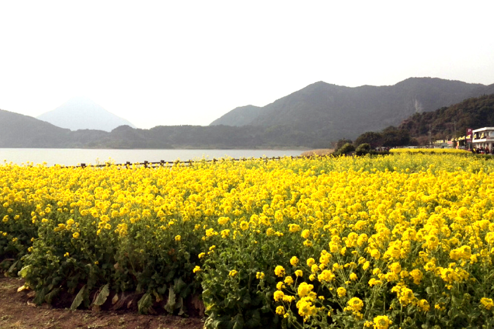 鹿児島　ソフトウェア開発　システム開発　リモート開発　ニアショア開発